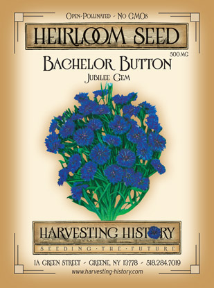 Grow Delightful Dwarf Blue Jubilee Gem Bachelor Buttons - Premium