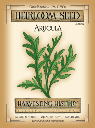 Roquette Arugula Herb Plant