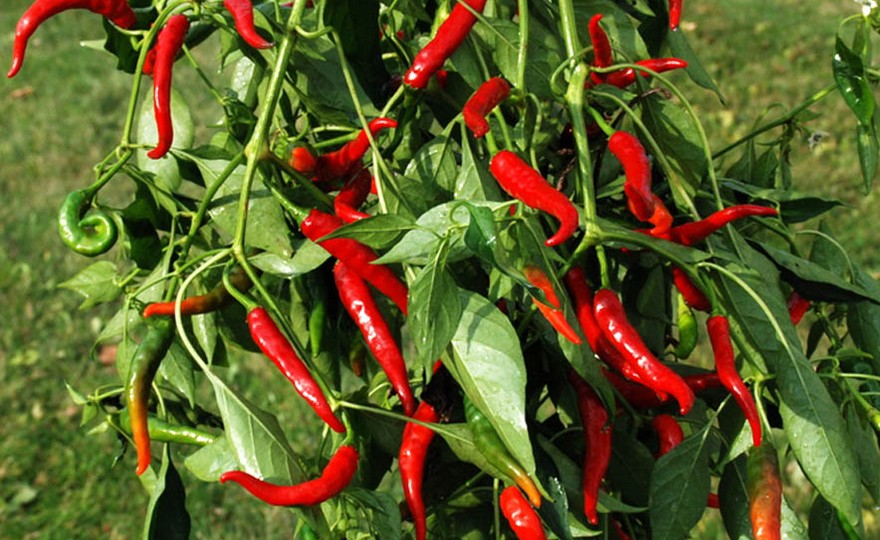 Capsicum Long Red Cayenne Slim - Chili Seed