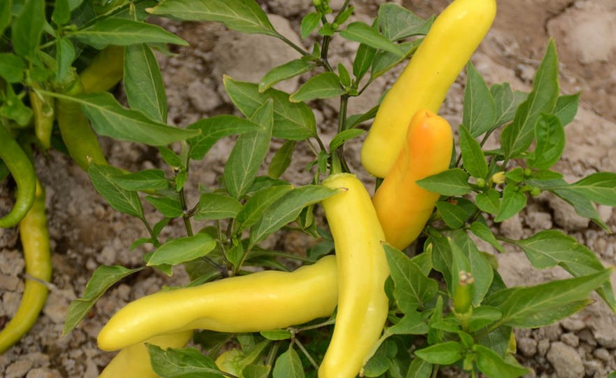 Hhpepperhungarian Yellow Wax Hot 3 Harvesting History