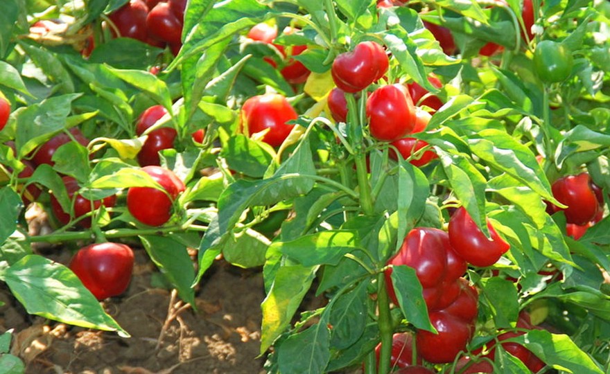 Shop Hot Pepper, Red Cherry Hot other Seeds at Harvesting History