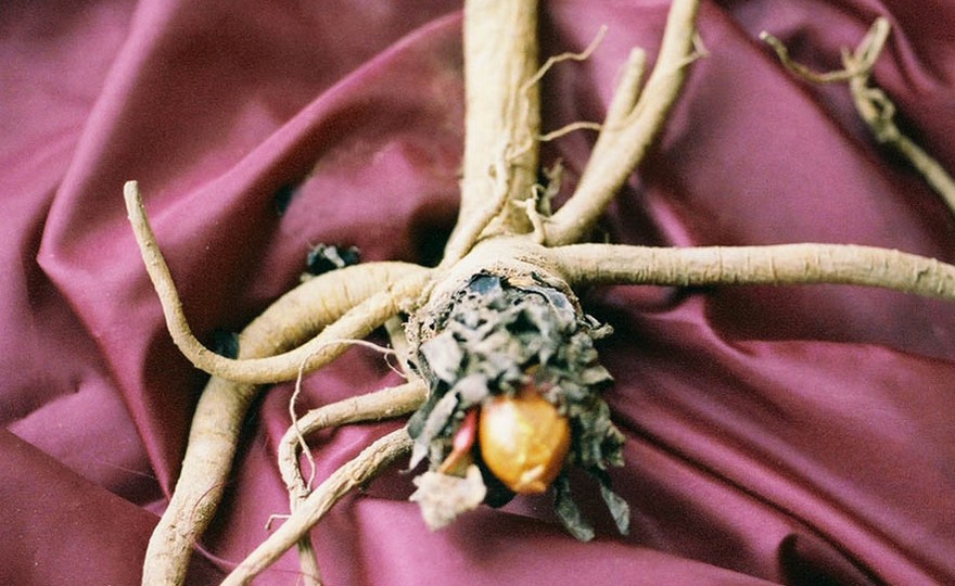 Red Rhubarb Roots