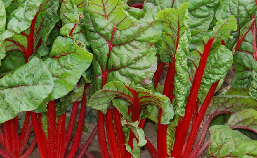 Shop Swiss Chard, Rhubarb Ruby Red and other Seeds at Harvesting History