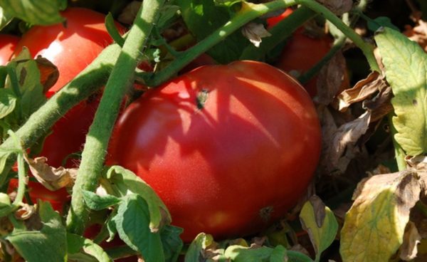 Slicing Tomato, Marglobe