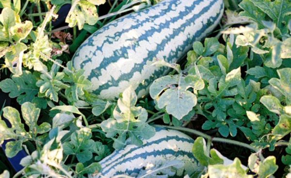 Watermelon, Georgia Rattlesnake