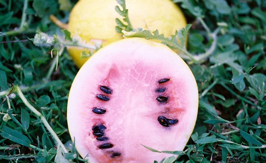 hampsure midget watermelon New