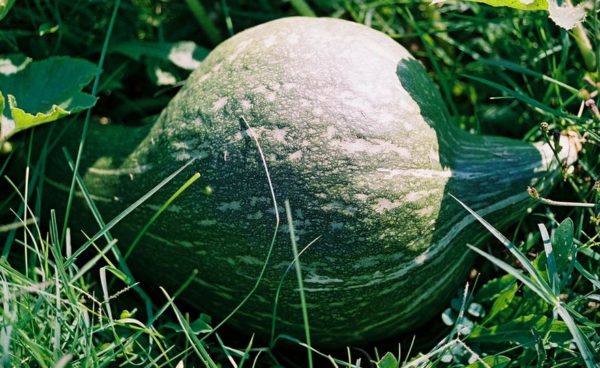 Winter Squash, Hubbard Green