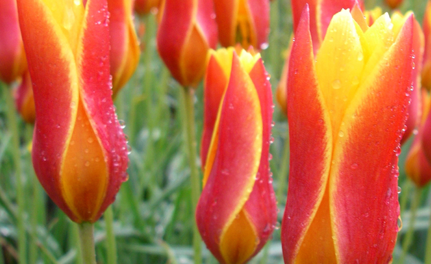 Are Ballerina Tulips Species Tulips 