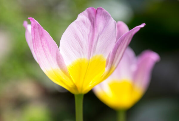 Species Tulip, Saxatilis