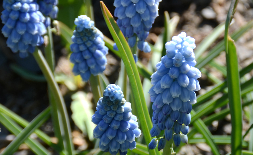 Shop Muscari, Valerie Finnes and other Seeds at Harvesting History