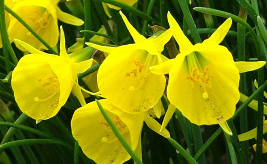 Shop Narcissus, Bulbocodium Golden Bells and other Seeds at Harvesting  History