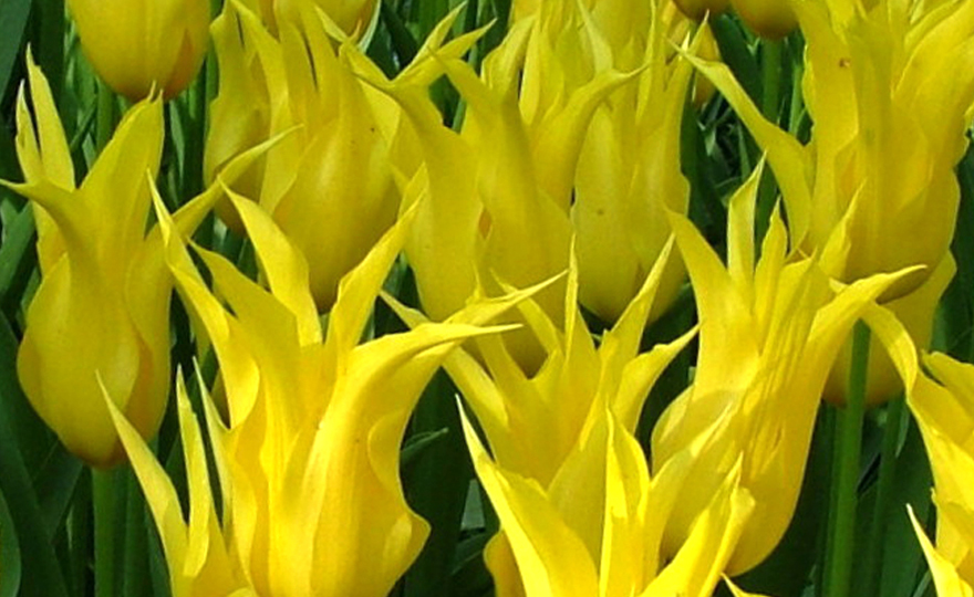 West Point Tulips x 100 Bulbs.Beautiful Yellow Lily Flowering Bulbs. 