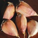 Porcelain Garlic, Kyjev – 4 oz