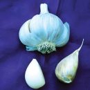 Porcelain Garlic, Polish Hardneck – 4 oz