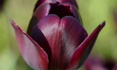 queen of the night tulip scientific name