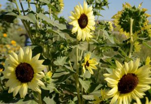 Harvesting History Sunflower