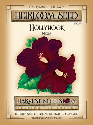 Buy hollyhock Alcea rosea Nigra: £2.79 Delivery by Crocus