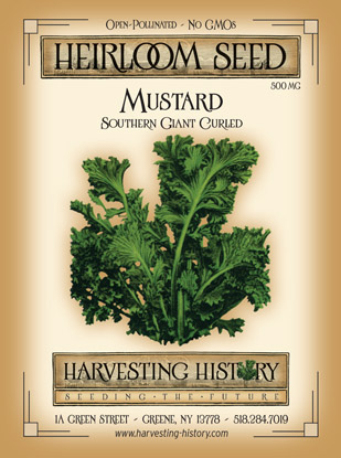 The History of Mustard Greens & Planting Them in the Coastal Bend