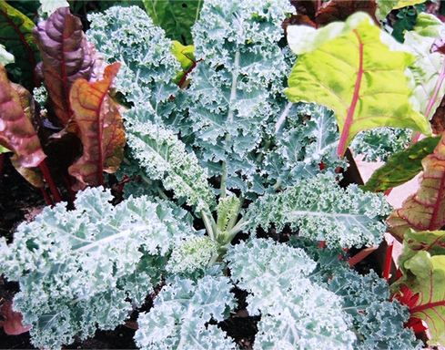 https://harvesting-history.com/wp-content/uploads/2019/01/Photo-5_Vates-Blue-Kale.jpg