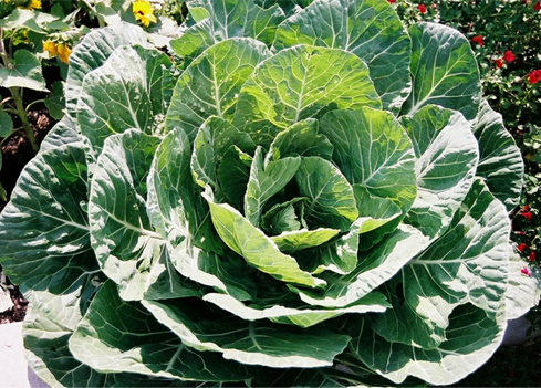 https://harvesting-history.com/wp-content/uploads/2019/01/Photo-6_Georgia-Southern-Collards.jpg