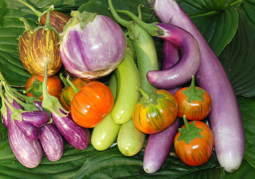 Italian Aubergine - Long Purple Seeds