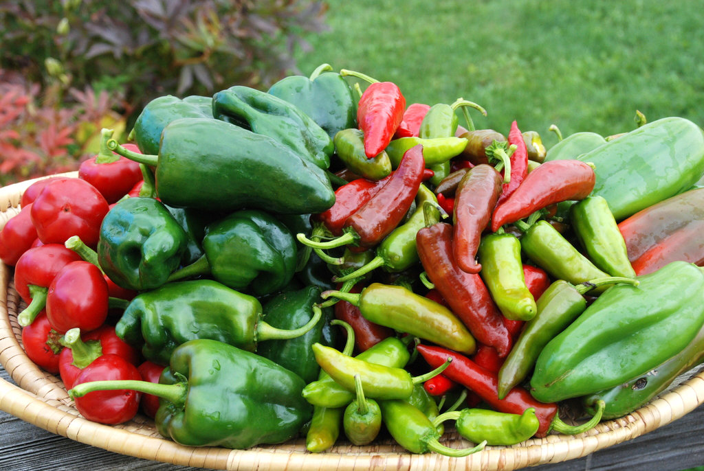 The 6 Most Beloved Hot Peppers of All Time - Harvesting History