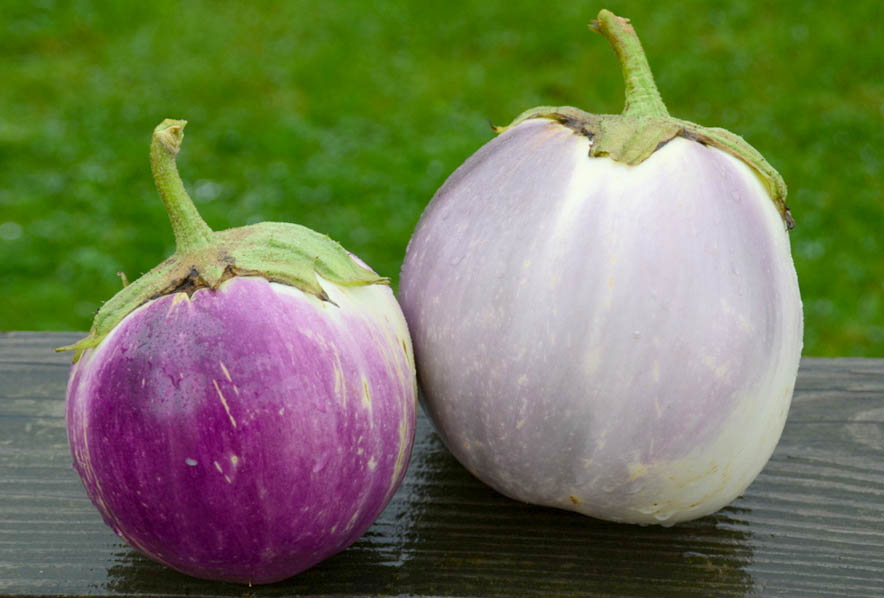 Perfect time to reignite the desire for the Eggplant Purples. It's