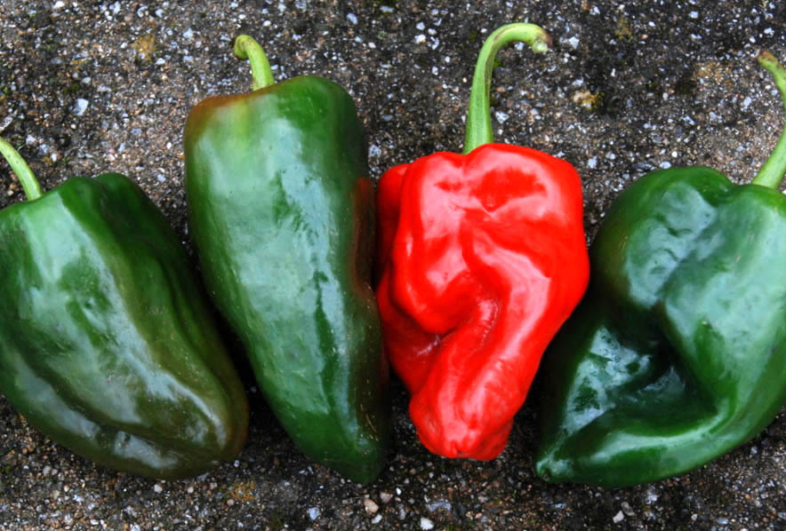 HH_Pepper_Poblano.