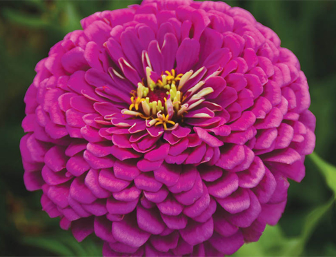 How Zinnias Were Used To Communicate The Unspeakable During The Victorian Era Harvesting History