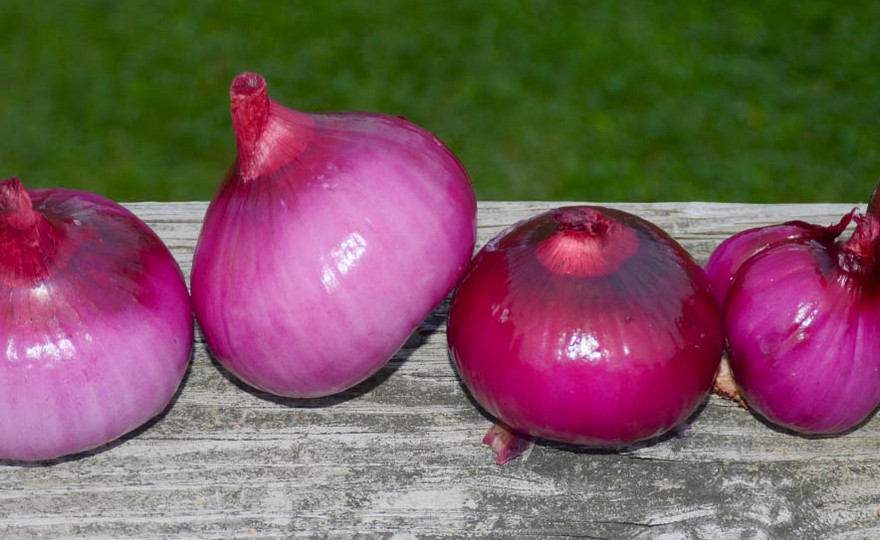 Fall Planting – Onions - Harvesting History