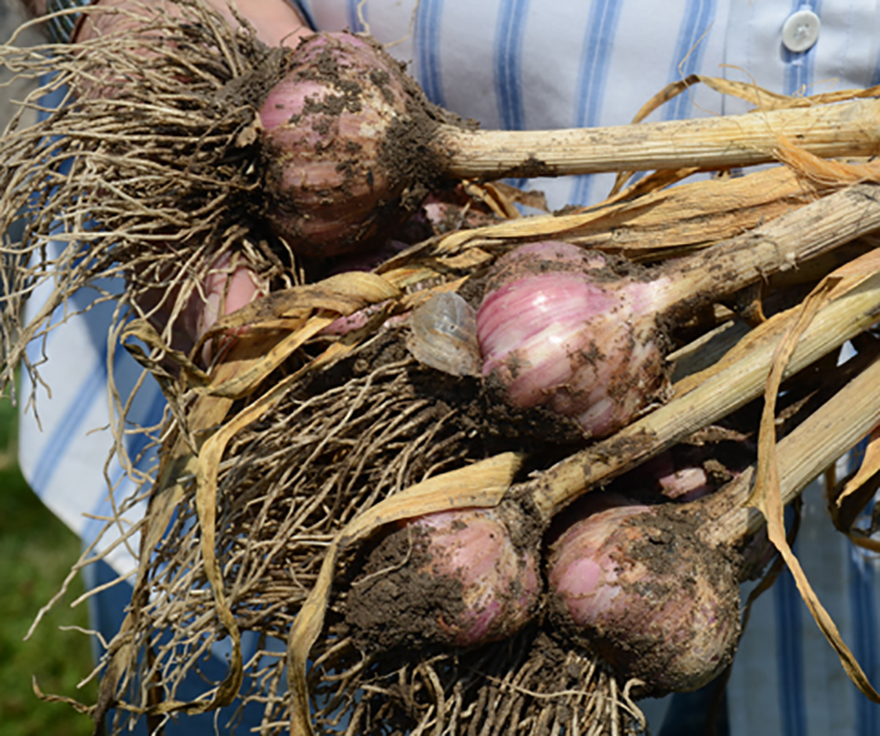 https://harvesting-history.com/wp-content/uploads/2019/08/HH_Photo-1_Garlic-Bunch.jpg