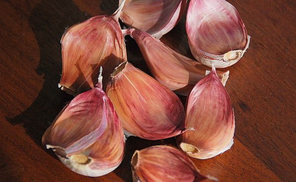 nootka rose garlic