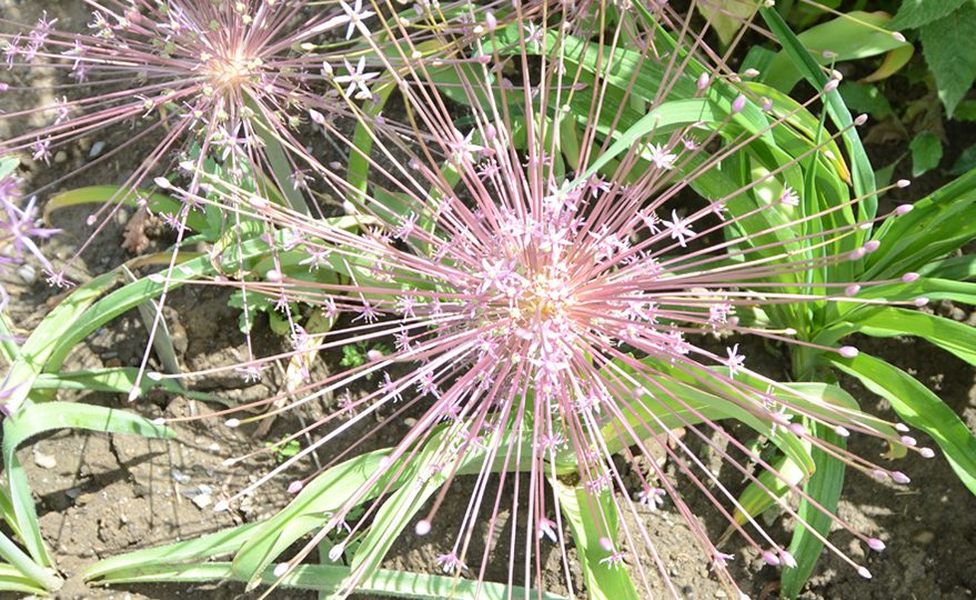 The Rare Bulbs Native to the United States Harvesting History