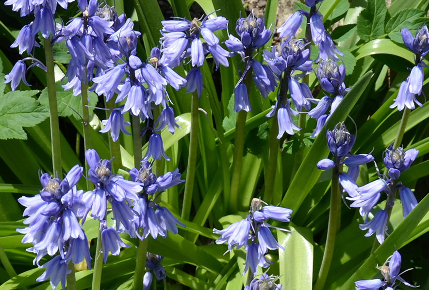 Closeup Of Flowers Of A Common Bluebell Stock Photo, 50% OFF