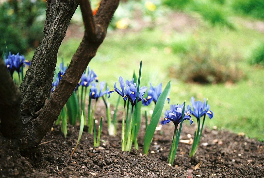 Dwarf Iris Reticulata Cantab, Top Quality Flower Bulbs