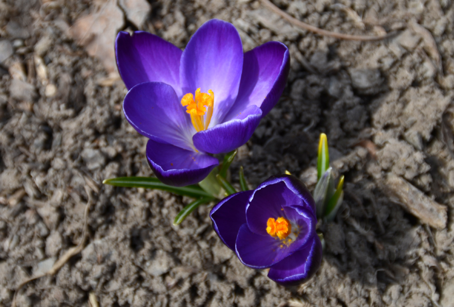 Spring-flowering crocus / RHS Gardening