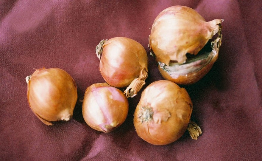 French Red Shallot Fall-Shipped Bulb Sets