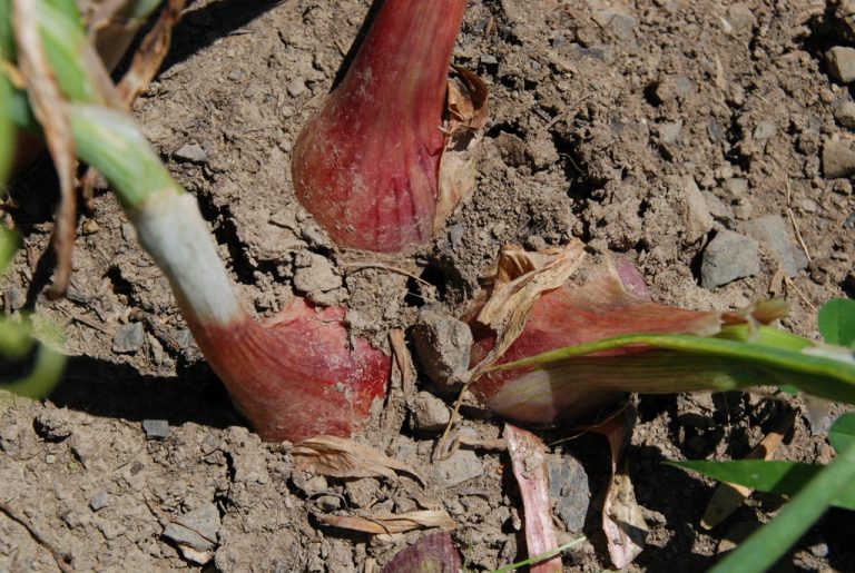 Shallots, An Outstanding Crop for Fall Planting Harvesting History