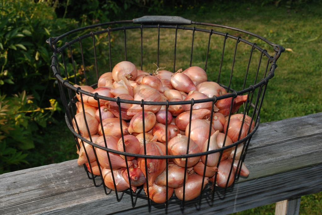 Banana Shallots Information and Facts