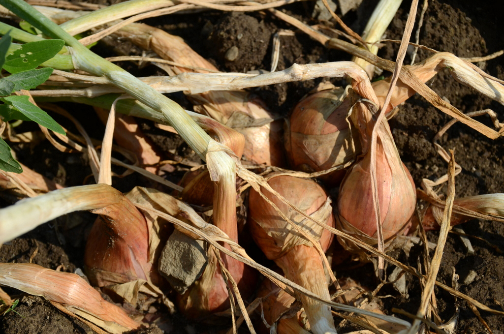 Growing Shallots: How to Plant Shallots in Fall