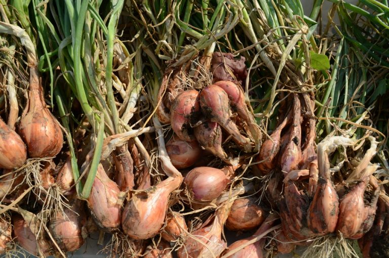 Shallots, An Outstanding Crop for Fall Planting Harvesting History