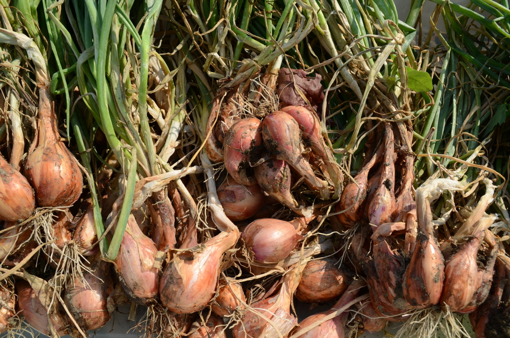 Dutch Red Shallot