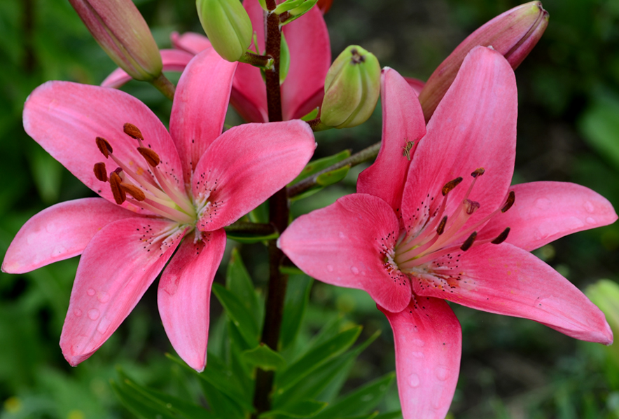 Shop Asiatic Lily, Vermeer and other Seeds at Harvesting History