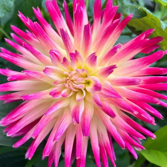 Dahlias - Shop for finest seeds, plants and equipment