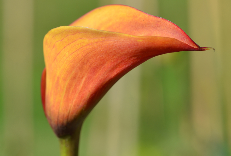 calla captain safari