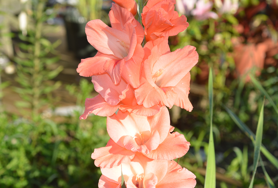 corm of gladiolus