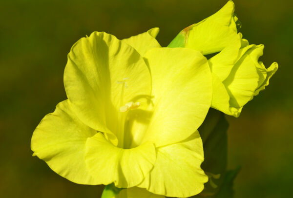 Standard Gladiola, Youth Dew - 8 Corms