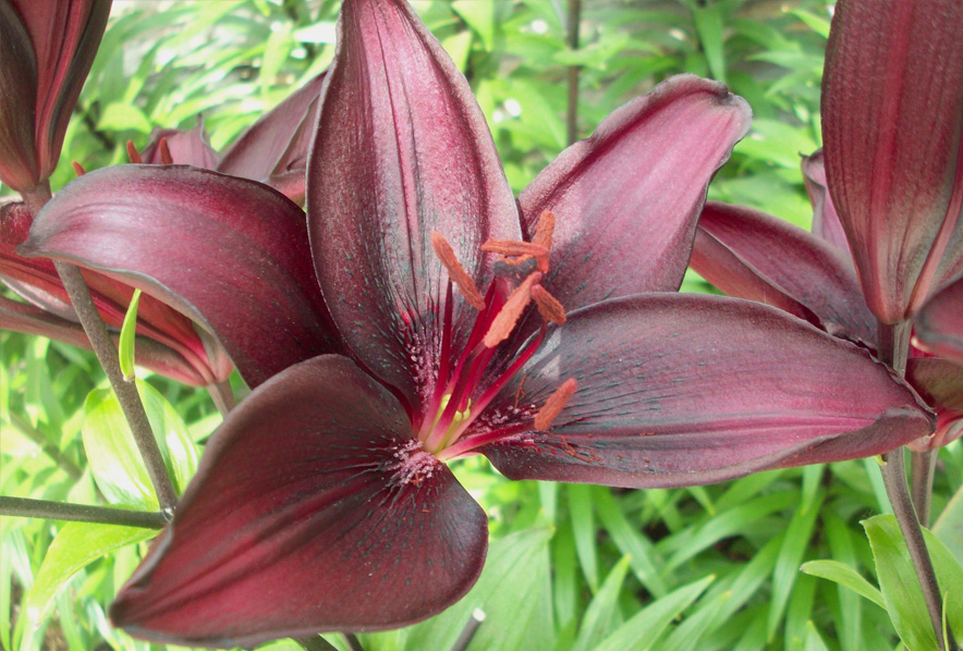 Shop Asiatic Lily, Landini and other Seeds at Harvesting History