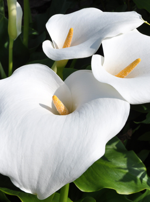Shop Aeromatic Calla Lily, Aethiopica - 1 bulb and other Seeds at ...