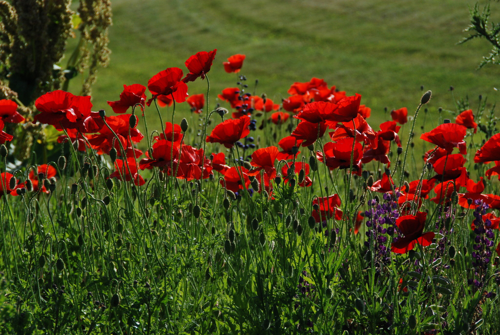 What Do Red Poppies Mean on Memorial Day?